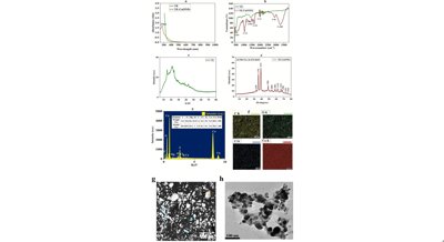 Copper nanoparticles from thyme boost antibiotic power and fight cancer