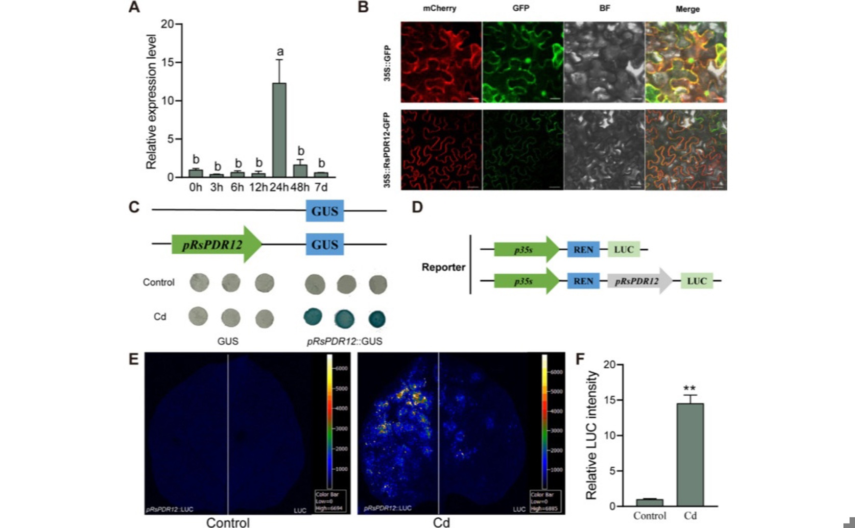 Radish genes control cadmium absorption and removal from plants