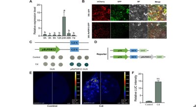 Radish genes control cadmium absorption and removal from plants