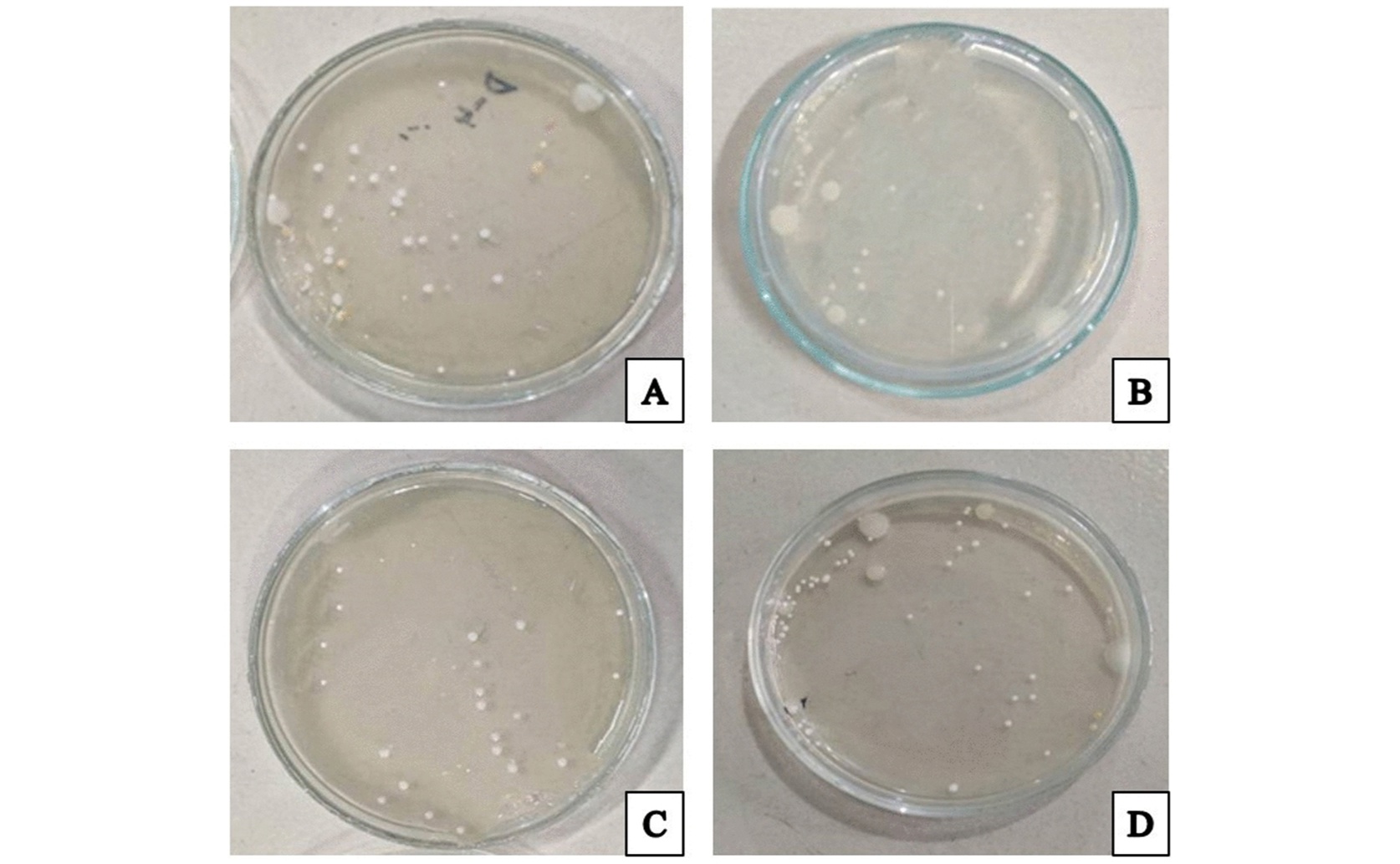 Herbal remedies speed wound healing in lab studies