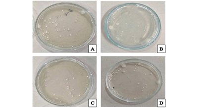 Herbal remedies speed wound healing in lab studies