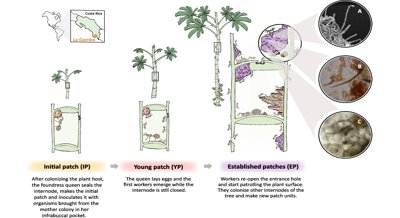 Understanding Fungal Communities in Complex Plant and Insect Relationships
