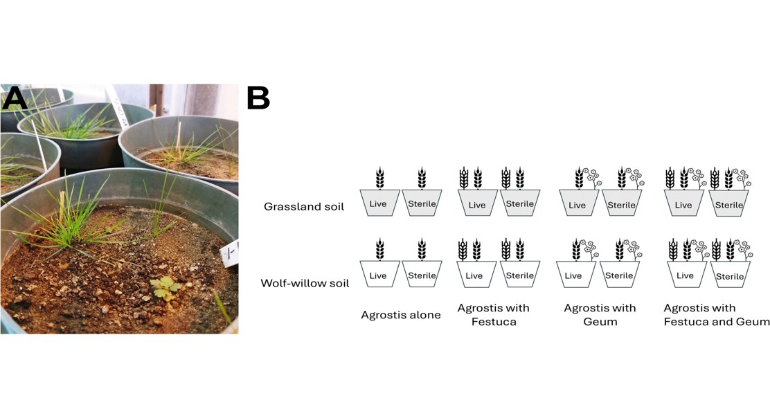 How a field's history impacts future plant growth