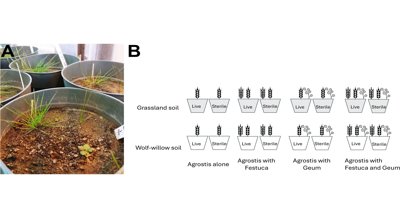 How a field's history impacts future plant growth