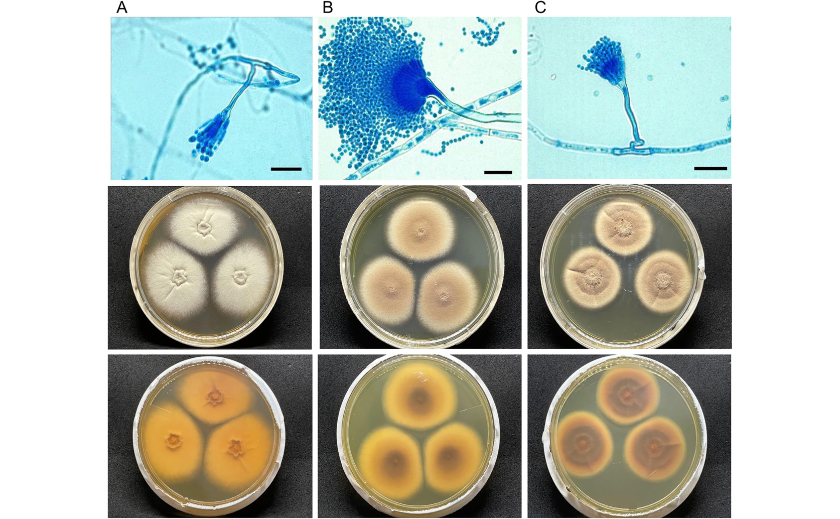 Genetic analysis reveals details about a rare mold and its drug resistance