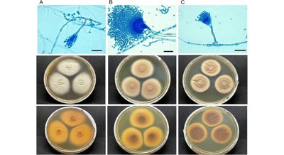 Genetic analysis reveals details about a rare mold and its drug resistance