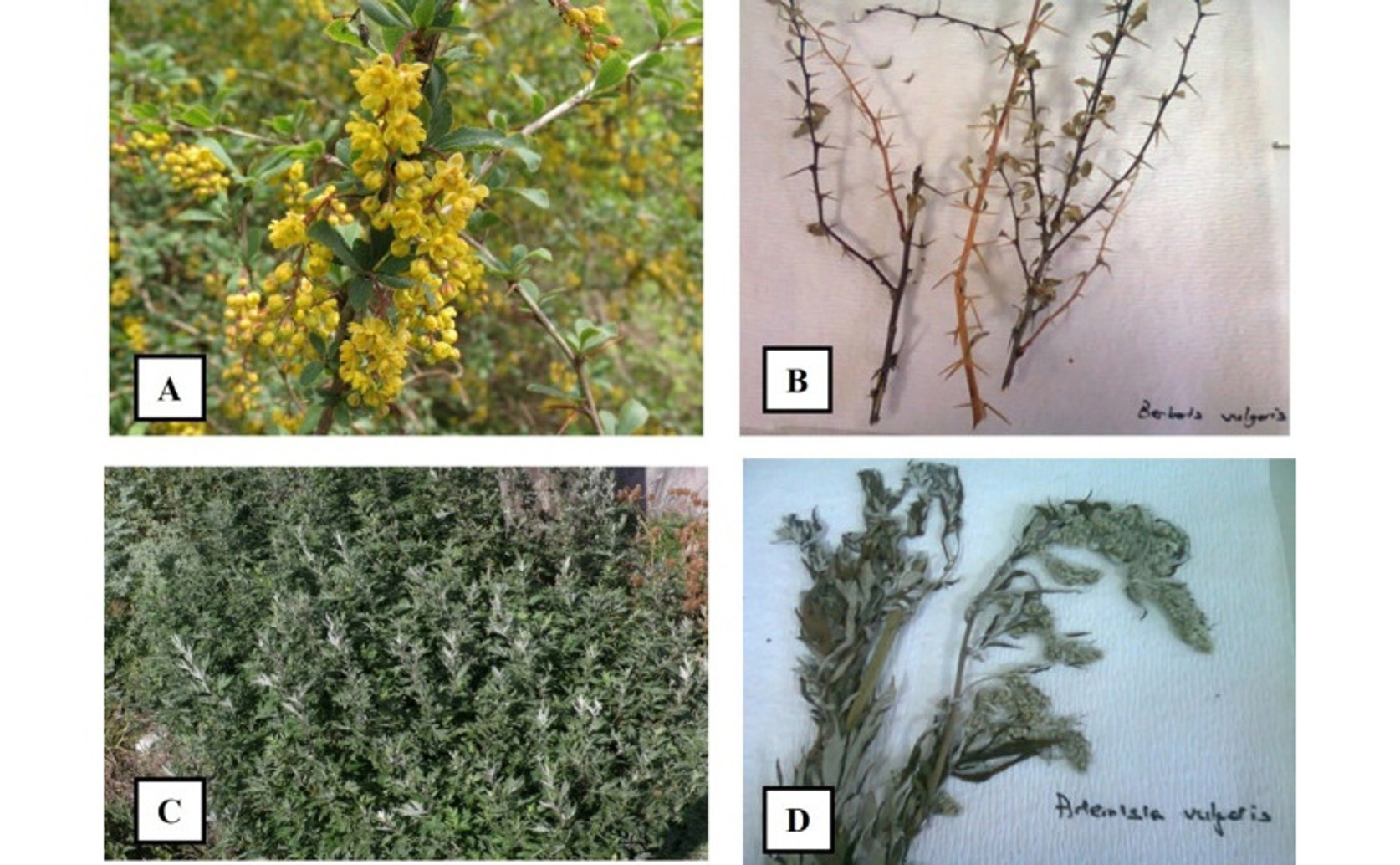 Mugwort and Barberry Show Promise Against Two Common Parasitic Infections