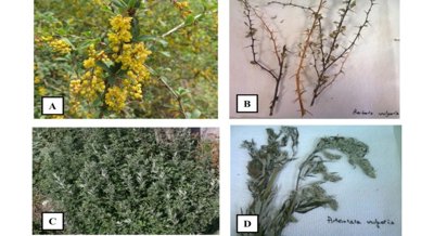 Mugwort and Barberry Show Promise Against Two Common Parasitic Infections