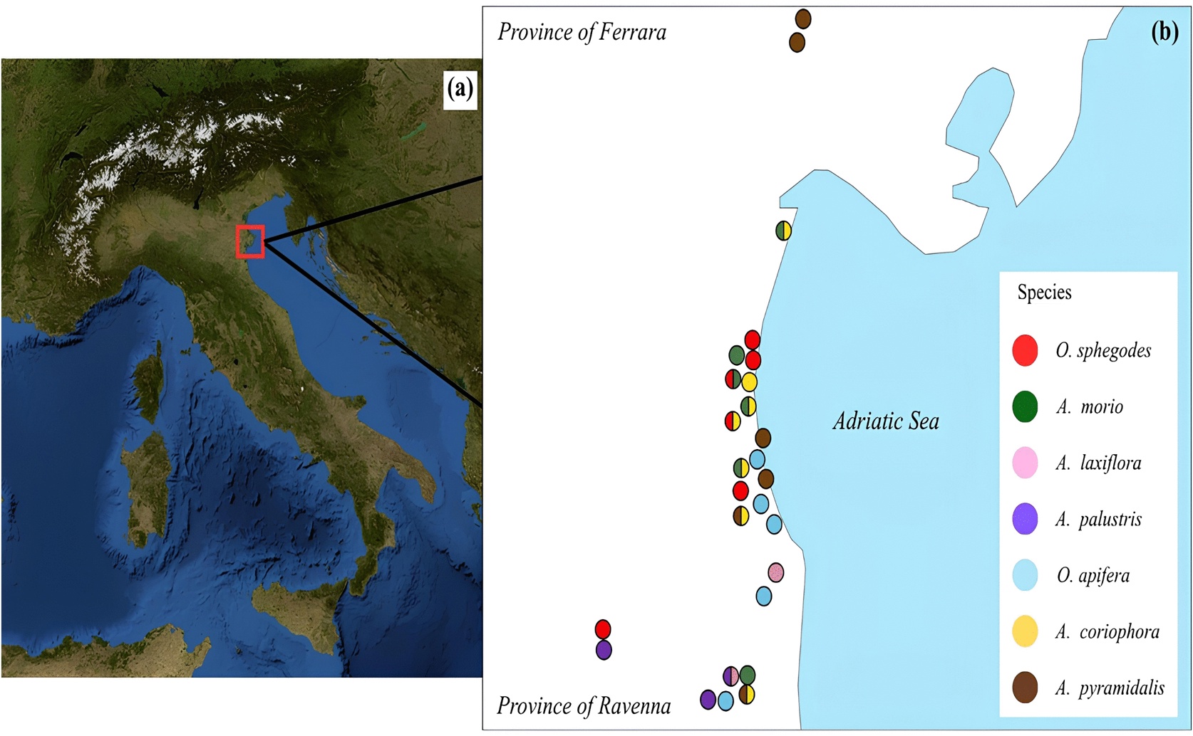 Soil characteristics influence where wild orchids grow