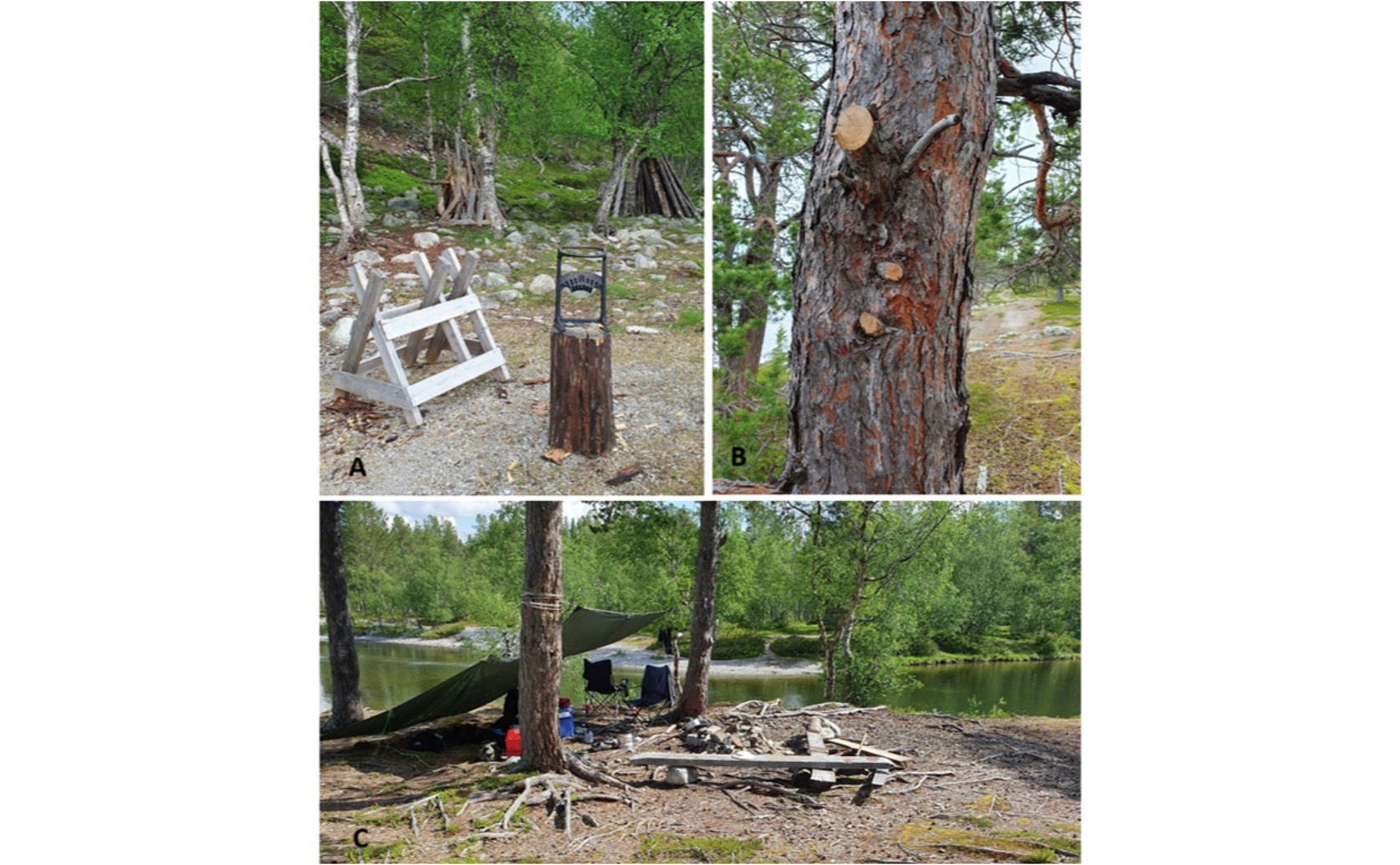 Communication interventions reduce illegal tree cutting by 57% in Norwegian national park