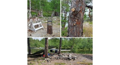 Communication interventions reduce illegal tree cutting by 57% in Norwegian national park