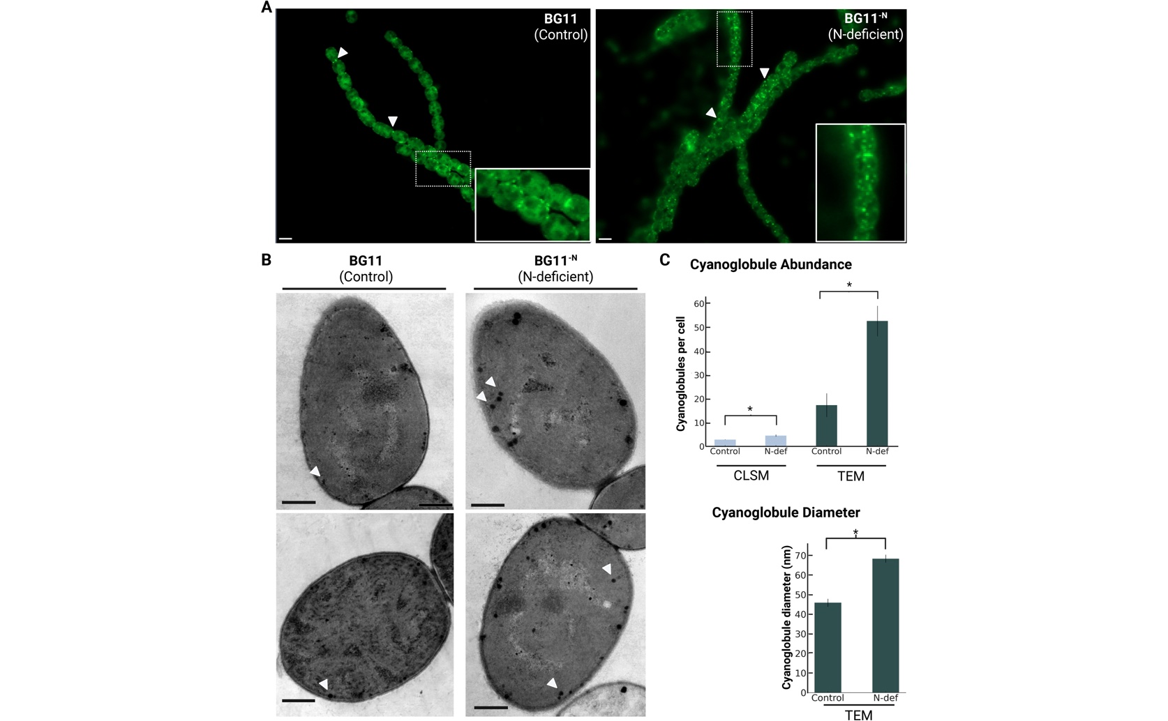 Fat storage as a survival tactic in stressed cyanobacteria
