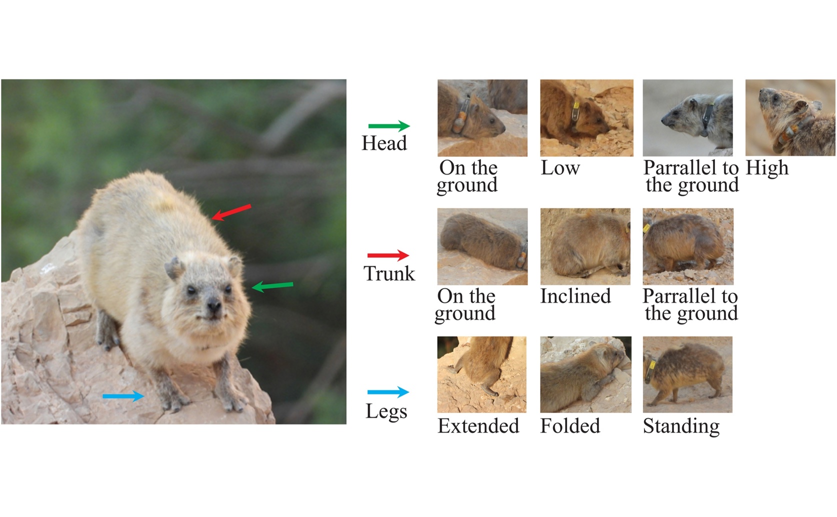 New tools help researchers study wild rock hyrax behavior