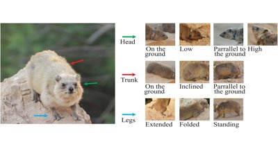 New tools help researchers study wild rock hyrax behavior