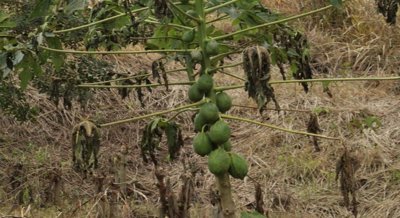 How Water and Milling Improve Dietary Fiber from Papaya