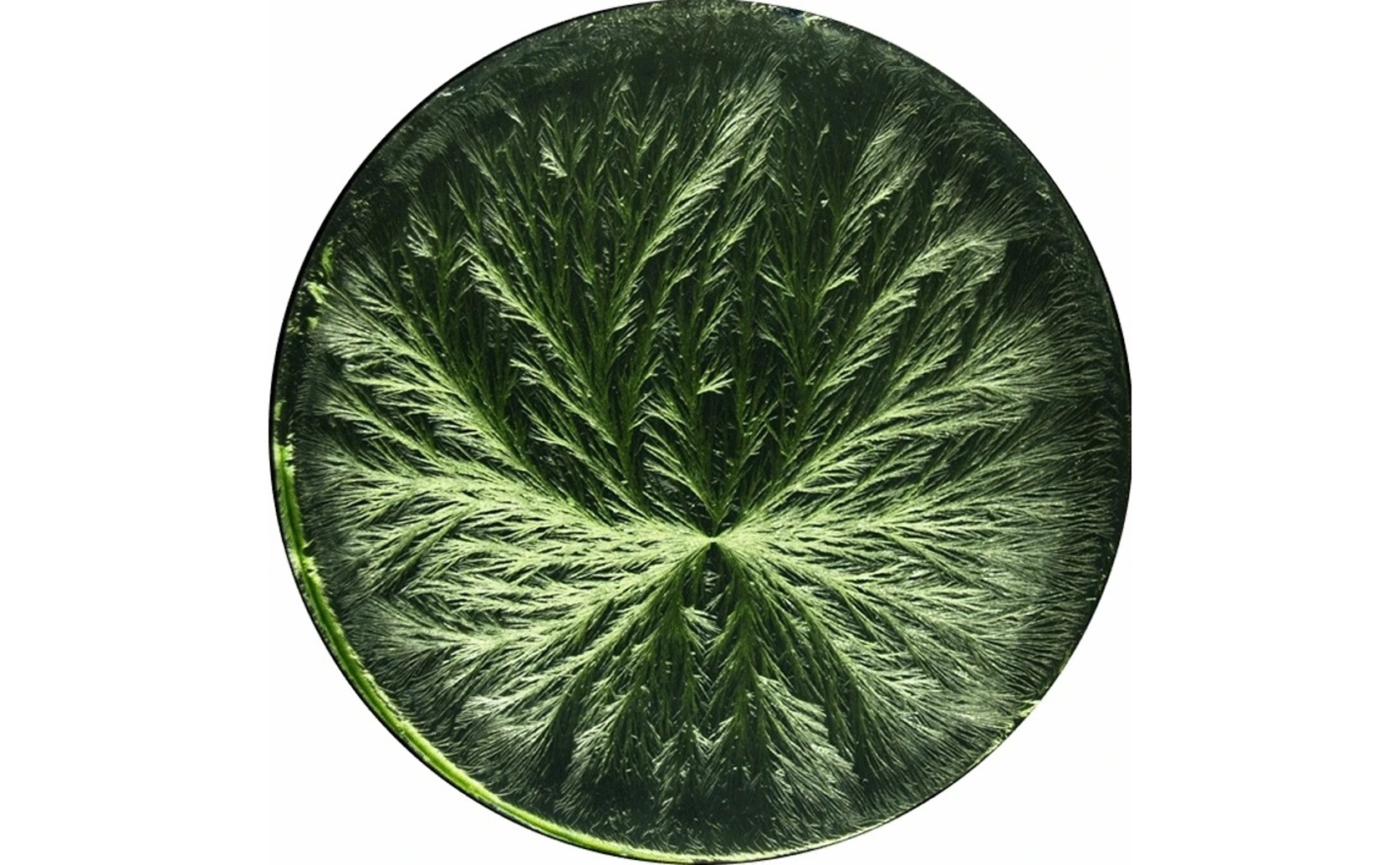 Copper chloride crystals help assess the quality of plant-based medicines
