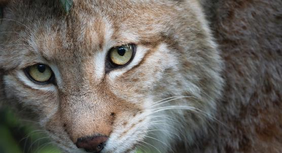 Assessing the Status of a Reintroduced Lynx Population in the Palatinate Forest