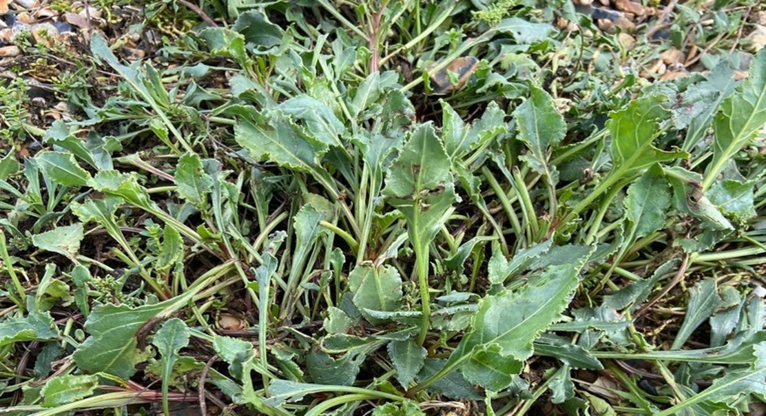Predicting when sugar beets will flower early based on winter conditions
