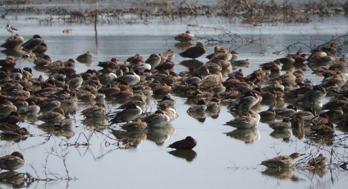 How bird type and diet impact waterbird populations