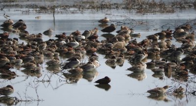 How bird type and diet impact waterbird populations