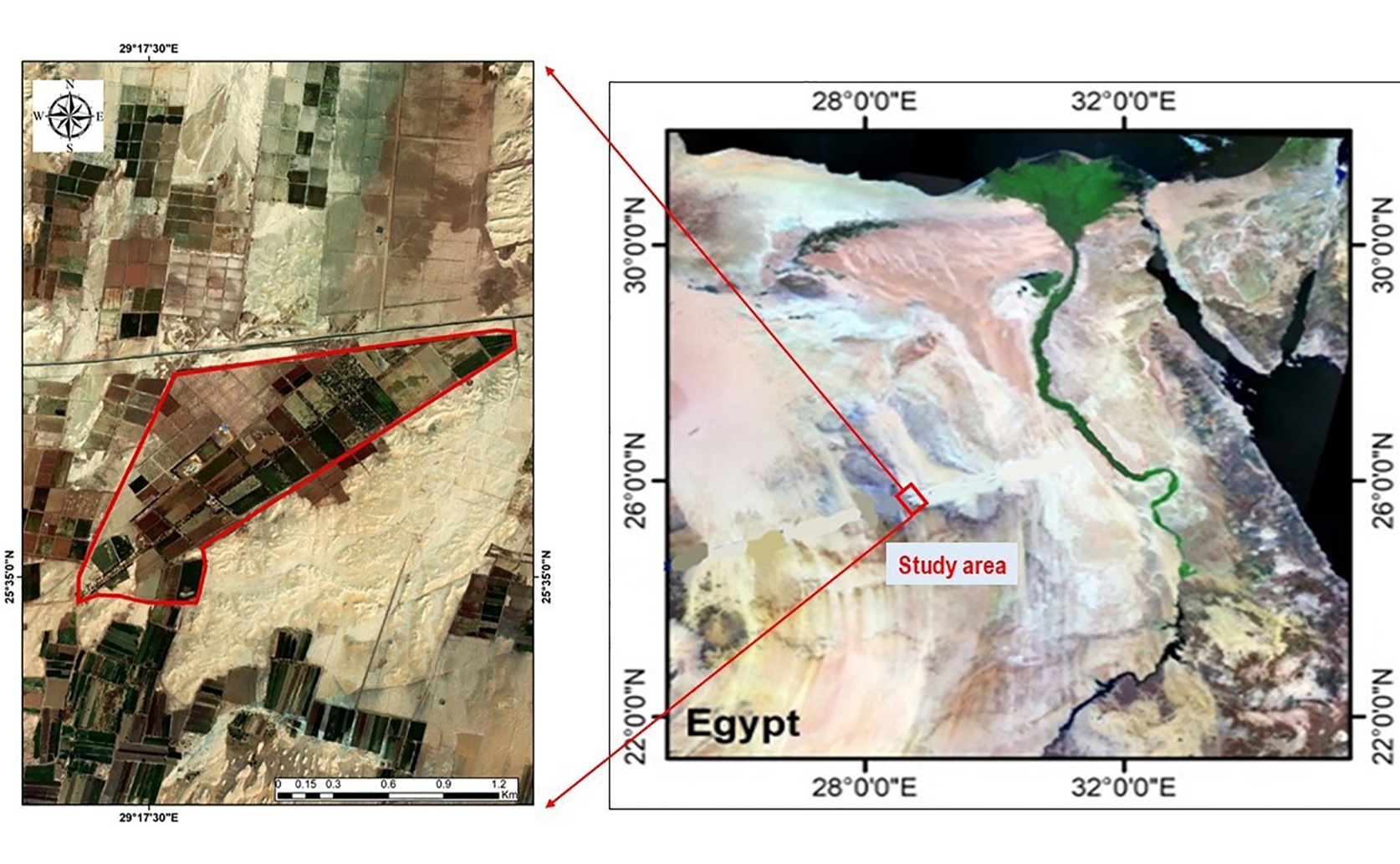 Filter mud improves date palm growth, yield and fruit quality in dry areas