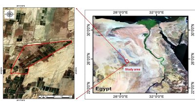 Filter mud improves date palm growth, yield and fruit quality in dry areas