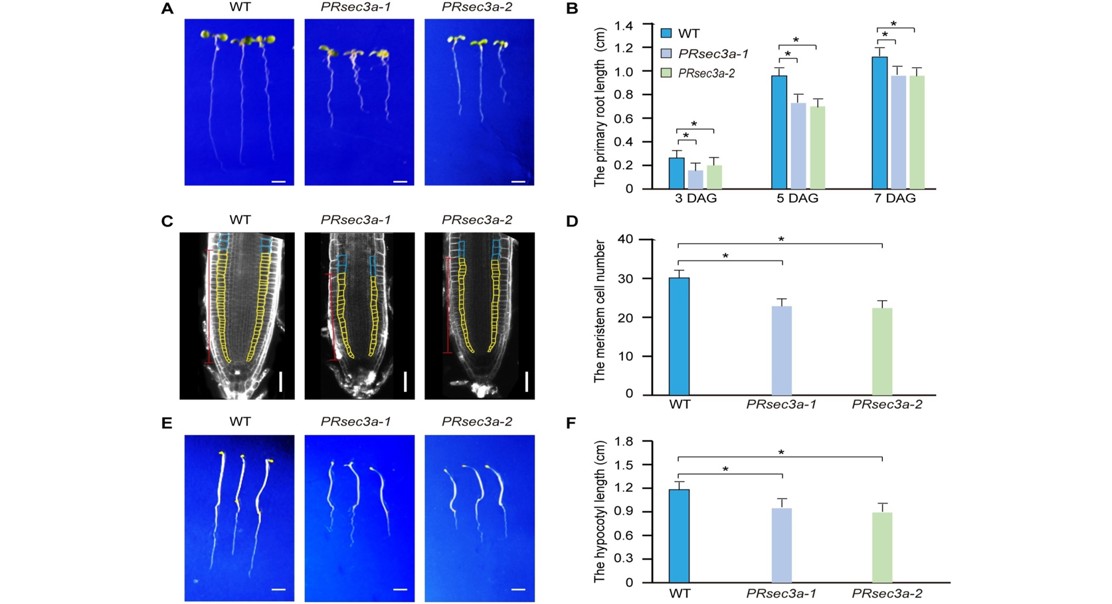 Gene controls plant growth by managing hormone delivery