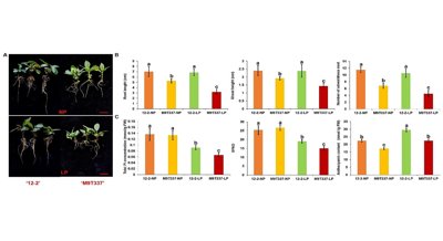 How Apple Plants Adapt to Low Phosphorus Stress through SPX Genes