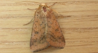 Creating a Test to Measure Bug-Killing Substances on Soybean Leaves