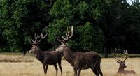 Tracking Moose Antler Size Changes Over 20 Years Using Public Photos