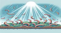 Light Therapy Boosts Lifespan and Stress Resistance in Tiny Worms