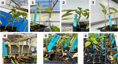 Understanding Genetic Factors of Root Rot Resistance in Chile Peppers