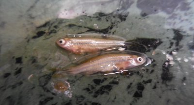 Impact of Roundup Herbicide on Male Reproductive Health in Fish