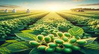 New Genetic Method Boosts Healthy Compound Levels in Soybeans