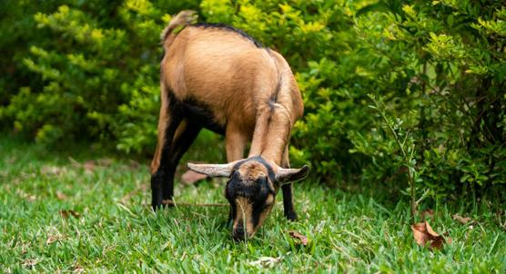 Garlic and Willow Extracts Improve Digestibility and Health in Dairy Goats