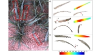 New Technique for Detailed Wheat Leaf Modelling in Fields