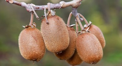 Enhanced Waterlogging Tolerance in Kiwifruit Through Specific Gene Responses
