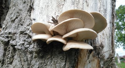 Using Ozone to Control Mold in Growing Oyster Mushrooms