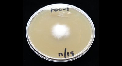 Early Detection of Fusarium Wilt Disease Using Key Genetic Markers