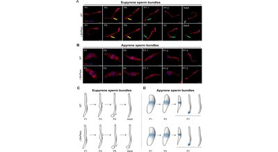 Piezo Protein Needed for Sperm Production in Silkworms
