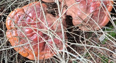 Efficient Breakdown and Detox of Various Dyes by Enzyme from Medicinal Mushroom