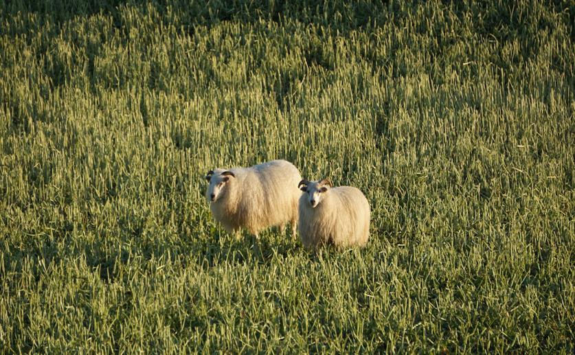 Understanding How Genetic Changes Affect Sheep Production and Adaptation