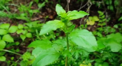 Oregano Essential Oil Fights Toxoplasma Infection and Promotes Cell Health