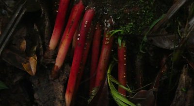 Mites Found on Açaí Palm Trees in Native and Cultivated Areas