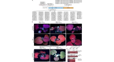 Key Protein Determines Resistance in Melons Against Watermelon Mosaic Virus