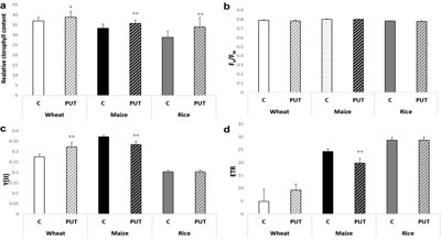 How Wheat, Corn, and Rice Plants React Differently to Putrescine Treatment