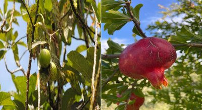 Reducing Inflammation in Ulcerative Colitis with Avocado and Pomegranate