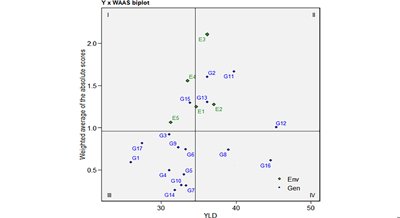 Stability and Performance of Sweet Potato Yield in Different Varieties