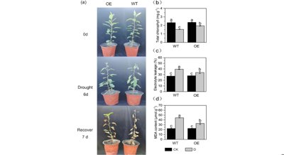 How MdPYL9 Helps Apples Resist Drought: Insights from Gene and Chemical Studies