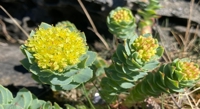 Exploring Rhodiola's Power to Boost Workout Performance: A Review